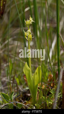 Fen Orchid, ou de Loesel Listère boréale ; très rare plante en UK Banque D'Images