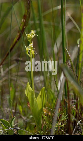 Fen Orchid, ou de Loesel Listère boréale ; très rare plante en UK Banque D'Images