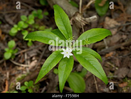 La trientale boréale en fleurs en bois d'épinette, Canada Banque D'Images