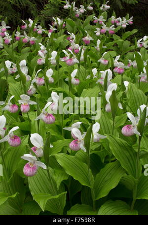 Le Cypripède blanc voyante en fleur dans un linge humide, du défrichement des terres forestières du Canada. Banque D'Images