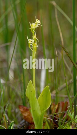 Fen Orchid, ou de Loesel Listère boréale ; très rare plante en UK Banque D'Images