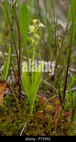 Fen Orchid, ou de Loesel Listère boréale ; très rare plante en UK Banque D'Images