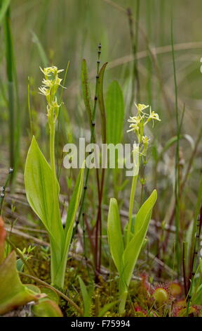 Fen Orchid, ou de Loesel Listère boréale ; très rare plante en UK Banque D'Images