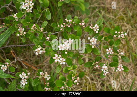 Photinia melanocarpa aronie noire,, en fleurs Banque D'Images