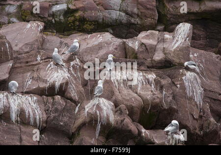 Ou mouettes mouettes tridactyles sur les corniches de reproduction, la réserve écologique de Witless Bay, île d'Avalon, à Terre-Neuve. Banque D'Images