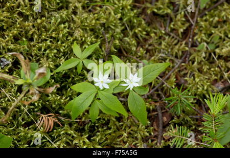 La trientale boréale en fleurs en bois d'épinette, Canada Banque D'Images