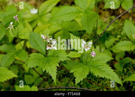 Red Dwarf, Blackberry ou Dwarf Red Raspberry en fleur ; Terre-Neuve. Banque D'Images