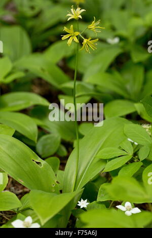 Cordon-bleu lily, Clintonia borealis en fleurs, les forêts éclaircies, Terre-Neuve. Banque D'Images