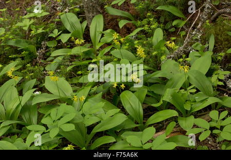 Cordon-bleu lily, Clintonia borealis en fleurs, les forêts éclaircies, Terre-Neuve. Banque D'Images