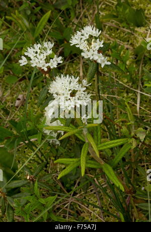 Le thé du Labrador, en fleurs en boggy, Terre-Neuve. Banque D'Images