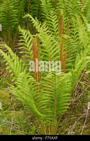 Fougère-cannelle, Osmundastrum cinnamomeum, avec des frondes fertiles. Terre-neuve. Banque D'Images