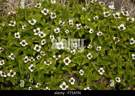 Dwarf Cornel en fleur Banque D'Images