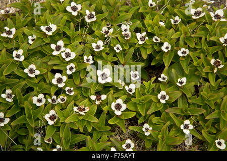 Dwarf Cornel en fleur Banque D'Images