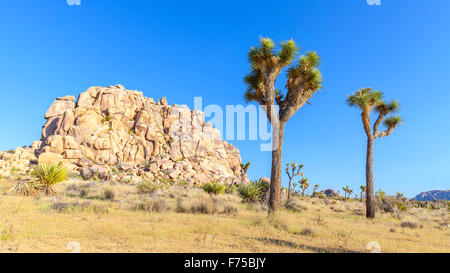 Beau paysage dans Joshua Tree National Park, Californie, USA. Banque D'Images