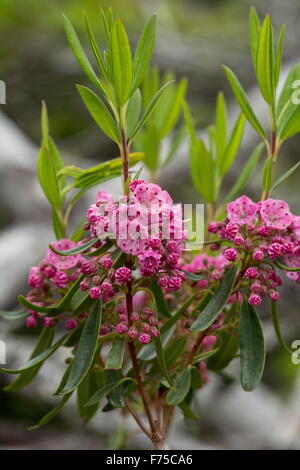 Kalmia Kalmia angustifolia, en fleurs en bois, Terre-Neuve. Banque D'Images