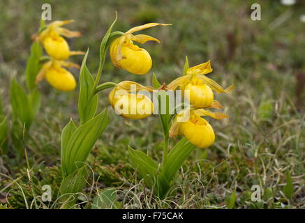 Yellow Lady's Slipper, Cypripedium parviflorum var pubescens en fleurs sur les landes de calcaire de Terre-Neuve, Banque D'Images