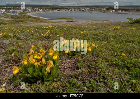 Yellow Lady's Slipper, Cypripedium parviflorum var pubescens en fleurs sur les landes de calcaire de Terre-Neuve, Banque D'Images