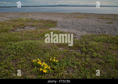 Yellow Lady's Slipper, Cypripedium parviflorum var pubescens en fleurs sur les landes de calcaire de Terre-Neuve, Banque D'Images