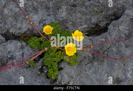 Silverweed sur la Limestone Coast à Point Riche, Port au Choix, NW de Terre-Neuve. Banque D'Images