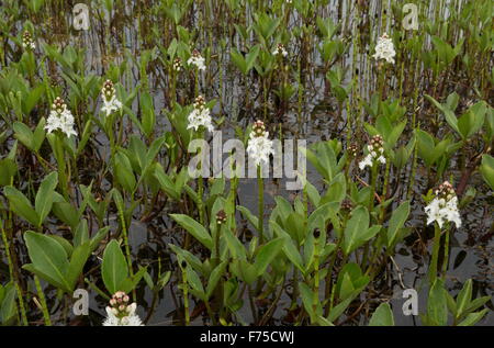 Bogbean ou Buckbean en fleurs dans le lac. Banque D'Images