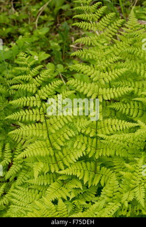 Shieldfern Woodfern de montagne, l'épandage, Dryopteris campyloptera Banque D'Images