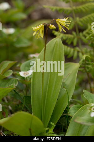 Cordon-bleu lily, Clintonia borealis en fleurs, les forêts éclaircies, Terre-Neuve. Banque D'Images