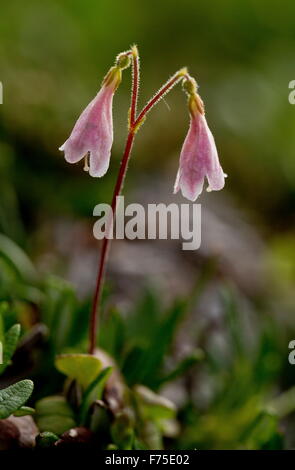 La linnée boréale, Linnaea borealis, en fleurs. Linnaeus' fleur préférée. Forestiers boréaux. Banque D'Images