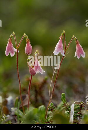 La linnée boréale, Linnaea borealis, en fleurs. Linnaeus' fleur préférée. Forestiers boréaux. Banque D'Images