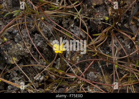 Creeping Spearwort, Ranunculus reptans humide en creux. Très rare au Royaume-Uni. Banque D'Images