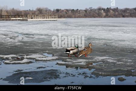 Deux canards colvert, hommes et femmes, sur une semi-lac gelé. Banque D'Images