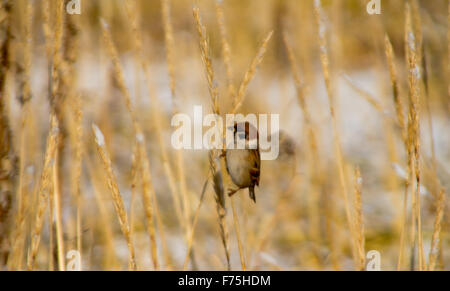 Le Moineau friquet (Parus montanus) sur les tiges d'Dunewildrye. Commamders. Kamchatka Banque D'Images