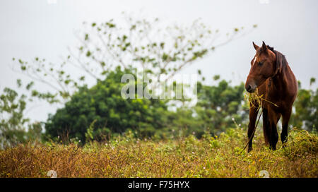 Brown horse grazing, manger du foin dans la vallée de Vinales, Cuba, Pinar del Río, Cuba Banque D'Images