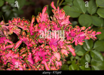 Solenostemon scutellarioides coléus 'Coral Ruffles' collection 'Bordeaux', plante spectaculaire rouge vif, vert bordé de feuilles Banque D'Images