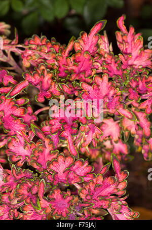 Solenostemon scutellarioides coléus 'Coral Ruffles' collection 'Bordeaux', plante spectaculaire rouge vif, vert bordé de feuilles Banque D'Images