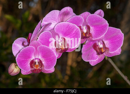 Pulvérisation de grandes fleurs violettes / magenta vif avec gorge tachetée de blanc Phalaenopsis orchidée papillon sur un fond sombre Banque D'Images