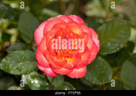 Vivid spectaculaire rouge, orange et jaune fleur de Noël avec des gouttes de pluie sur les feuilles vert foncé Banque D'Images