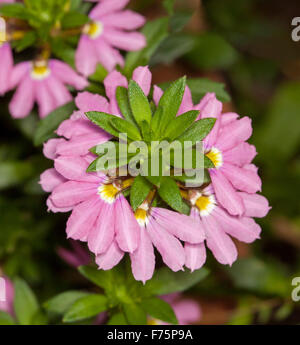 Grappe de superbes fleurs roses & feuilles vert émeraude du Scaevola aemula 'Pink Charm', plante indigène australienne, sur fond sombre Banque D'Images