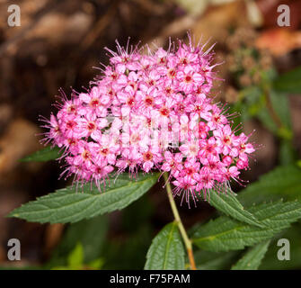 Grappe de fleurs rose / rouge & Vert feuilles d'arbuste à feuilles caduques Spiraea japonica 'Anthony Waterer', Bush peut, sur un fond sombre Banque D'Images