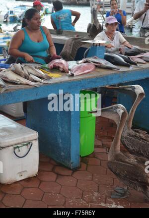 Le marché aux poissons de Puerto Ayora, sur l'île Santa Cruz, îles Galapagos. Banque D'Images