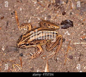 Grenouille des marais à rayures marron australienne, Limnodynastes peronii, avec les yeux et de grands pieds visible sur sol près d'étang de jardin Banque D'Images