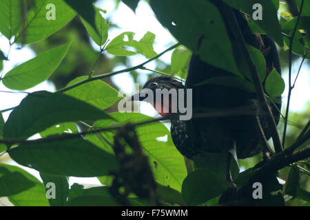 Grand noir Crested Guan oiseau dans un arbre dans la forêt tropicale de La Fortuna, Costa Rica, à l'Arenal Observatory Lodge Banque D'Images
