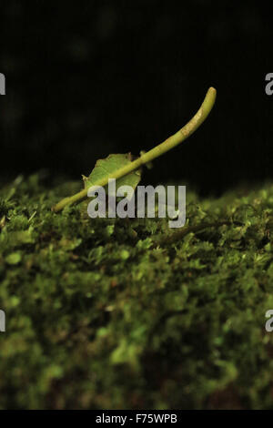 Ant coupeuses de feuilles portant une feuille dans la forêt tropicale du Costa Rica Banque D'Images