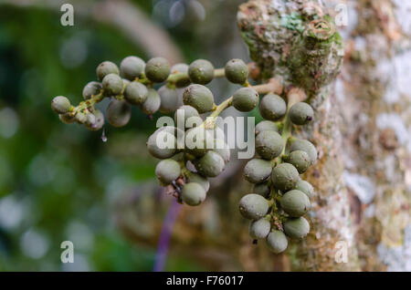 Frais vert wollongong Hanging on the tree Banque D'Images