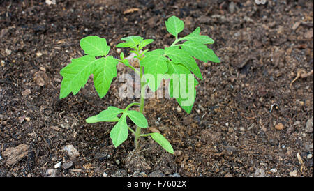 Un jeune plant de tomate poussant dans le jardin Banque D'Images
