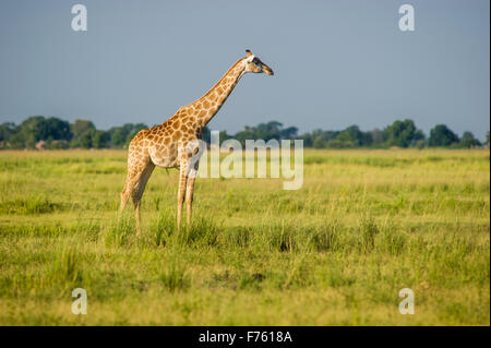 Kasane, Botswana - Parc National de Chobe Girafe (Giraffa camelopardalis) Banque D'Images