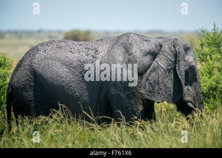 Afrique du Sud - Parc National Kruger African Elephant (Loxodonta) Banque D'Images