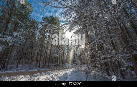 Bouffées de neige tomber de la branches de pins couverts - de belles forêts le long des routes rurales. Banque D'Images