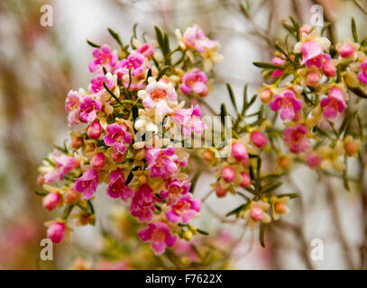 Grappe de fleurs roses & feuilles vertes de Eremophila sturtii, térébenthine emu bush, fleurs sauvages dans l'arrière-pays australien, sur fond pâle Banque D'Images