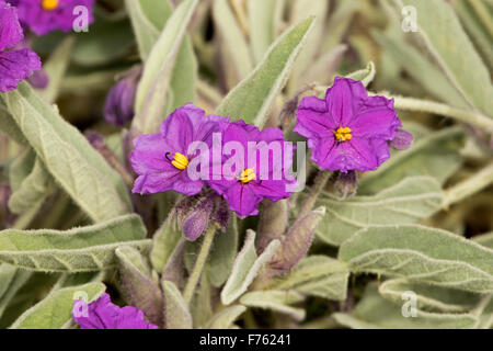 Vivid purple fleurs et feuilles velues gris vert, wildlflowers quadriloculatum de Solanum dans Flinders en Australie outback Banque D'Images