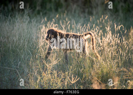 Afrique du Sud - Parc National Kruger babouin Chacma (Papio ursinus) Banque D'Images